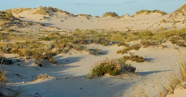 dunas milenarias de Matalascañas afectadas por erosión costera