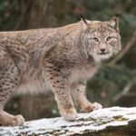 Les écologistes veulent relâcher un félin superprédateur éteint depuis 1930 dans les Pyrénées catalanes