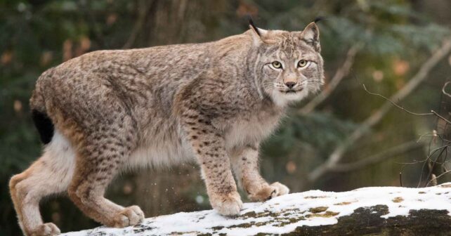Lince boreal (Lynx lynx) sobre un tronco con nieve en un bosque