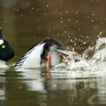 Les merveilles de Weird Duck Time