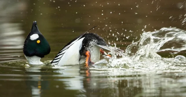 Photo de DamianKuzdak/iStock