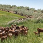 Les pâturages publics permettront aux éleveurs andalous d'économiser des millions chaque année