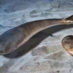 Les poissons n'ont envahi les océans que grâce à une extinction massive