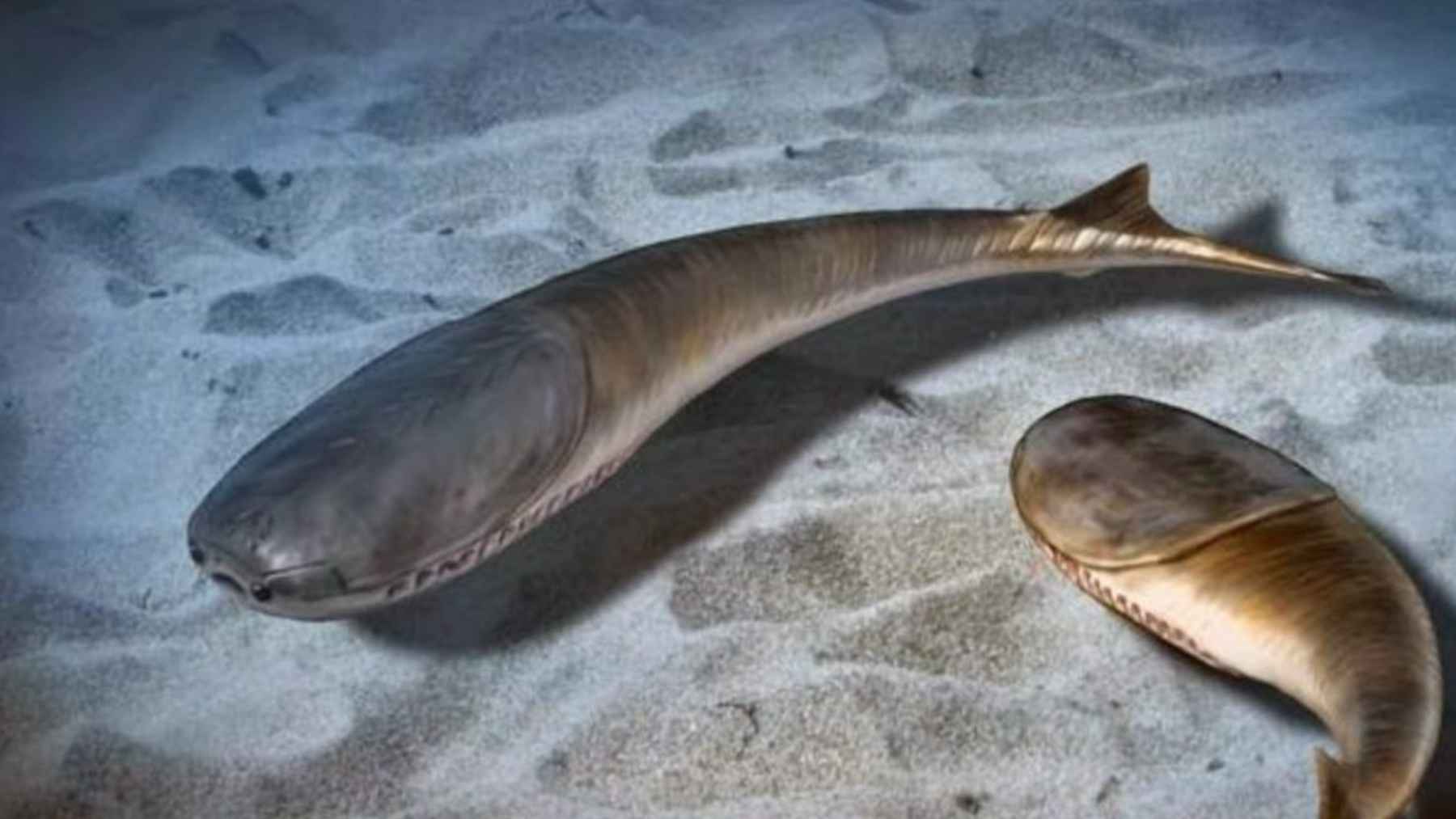 Les poissons n'ont envahi les océans que grâce à une extinction massive — free download