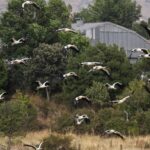 Les politiques environnementales de Madrid génèrent une alarme environnementale en raison de l'urbanisme, de la chasse et de la perte de protection
