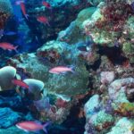 Les récifs coralliens des Seychelles cherchent à survivre au changement climatique