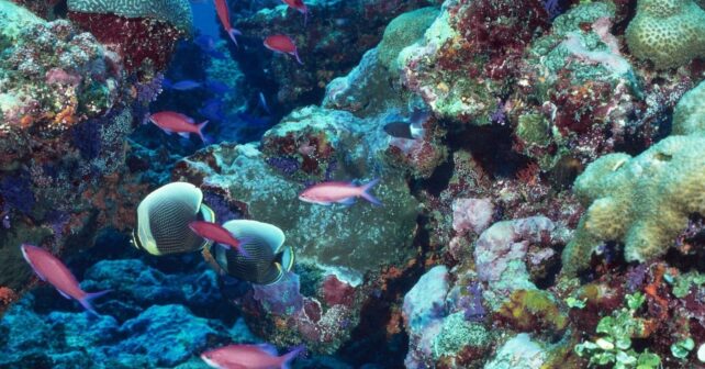 arrecifes de coral en las Seychelles afectados por el blanqueamiento