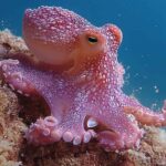 Les scientifiques jettent un autre regard sur les poulpes : à l’intérieur de chaque bras se trouve un « centre de contrôle » qui change tout ce que nous pensions savoir