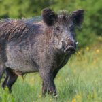 Les zoologistes le confirment : les sangliers endommagent davantage les terres agricoles en automne qu’en été et suivent un schéma saisonnier « prévisible »