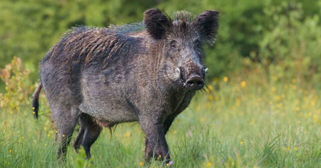 Jabalí adulto en un prado, una especie que causa daños en cultivos en verano y otoño