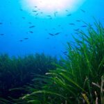 L’intelligence artificielle révolutionne la cartographie de Posidonia oceanica dans toute la Méditerranée