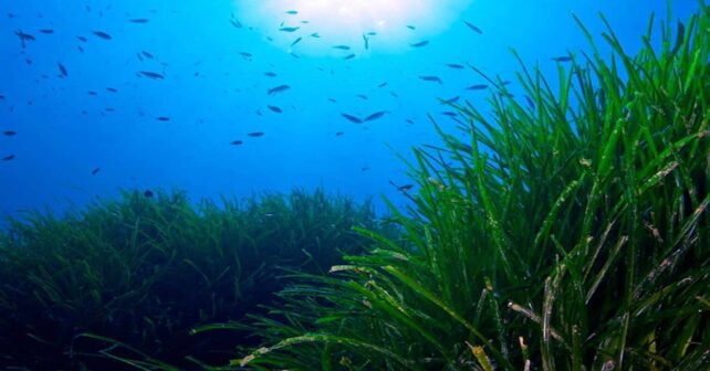 posidonia oceanica praderas marinas inteligencia artificial satélite mediterráneo