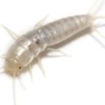 Méfiez-vous des poissons d'argent : qu'est-ce que cela signifie si vous les trouvez chez vous