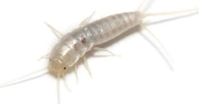 Pececillo de plata (Lepisma saccharinum) en casa, insecto asociado a humedad en baños y cocinas