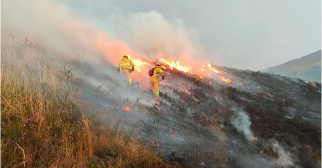 ayudas por incendios forestales en España tras el verano de 2025