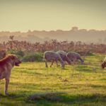 Pacma dénonce l'inaction du Cabildo face aux plaintes concernant le bien-être animal à El Hierro