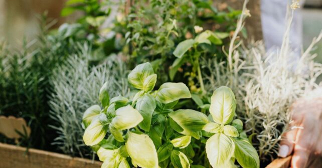 Poliniza Cáceres 2031 reparte plantas aromáticas para proteger polinizadores