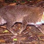 Pour la première fois en 30 ans, l'une des espèces de chats sauvages les plus rares a été découverte en Thaïlande