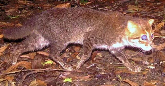 Gato de cabeza plana captado de noche por una cámara trampa caminando sobre hojas en el suelo del bosque