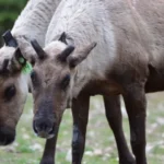 Ramener les caribous à la maison