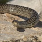 Frayeur absolue à Lyon : seul face à un serpent dans son salon, il appelle à l’aide… mais personne ne vient !