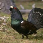 Un demi-million pour promouvoir la conservation du grand tétras au Centre Valsemana de León