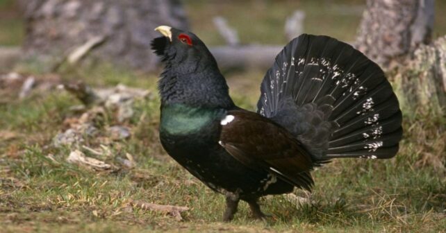 Conservación del urogallo mediante voladeros de presuelta en León