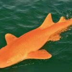 Un mystérieux requin orange découvert au Costa Rica et ouvre de nouvelles questions sur la génétique