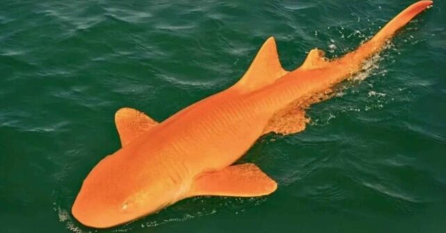Tiburón nodriza naranja brillante nadando en el mar Caribe frente a Costa Rica