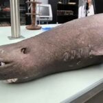 Un requin phoque apparaît sur la côte de Luarca et l'information change toute l'histoire : il s'agissait d'une femelle enceinte