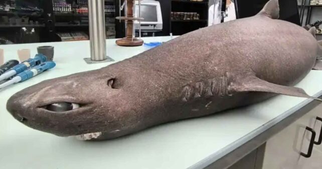 Tiburón foca (Centroscymnus coelolepis) varado en Luarca sobre mesa de laboratorio antes de la necropsia