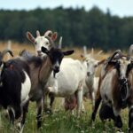 Xàbia met en œuvre un pâturage écologique avec des chèvres pour prévenir les incendies