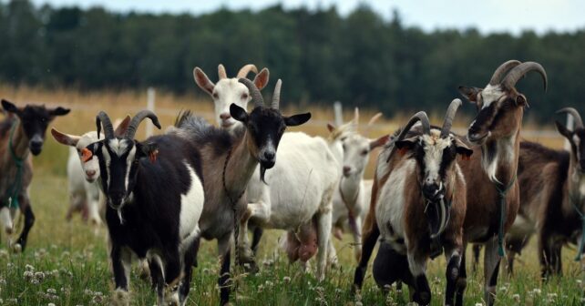 pastoreo ecológico con cabras para prevenir incendios en Xàbia