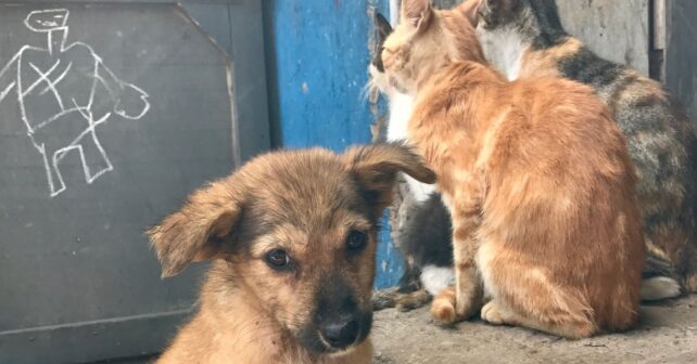 Cachorro y gatos sin supervisión en entorno urbano, ejemplo del impacto de mascotas abandonadas en la fauna.