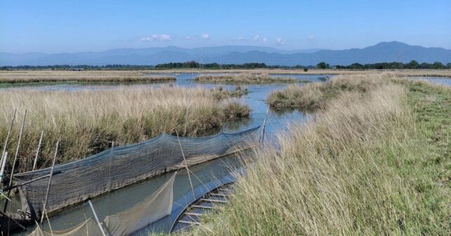 Humedales españoles afectados por agricultura intensiva y escasez de agua