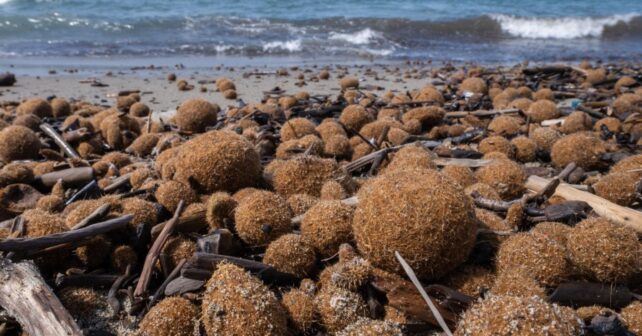 Bolas de Neptuno de posidonia acumuladas en una playa de España tras un temporal.