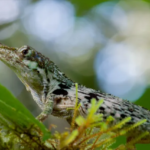 Anolis laevis redécouvert, un lézard perdu qui défie l'évolution