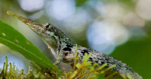 Anolis laevis redescubierto en bosques sudamericanos tras décadas