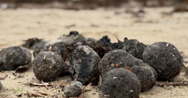 Bolas sucias de residuos en una playa de Sídney procedentes del sistema de alcantarillado de Malabar.