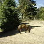 California Wolf ouvre une nouvelle piste