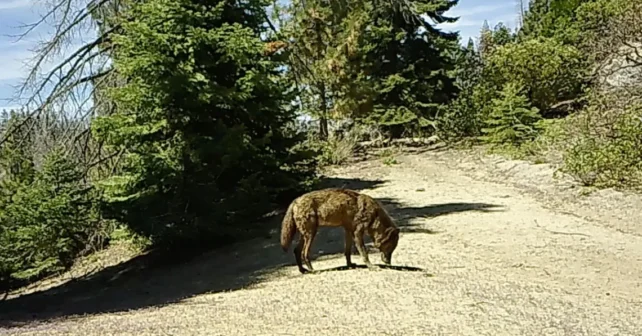 La jeune louve renifle un sentier dans l'arrière-pays avant de se diriger vers le sud, en direction de Los Angeles.