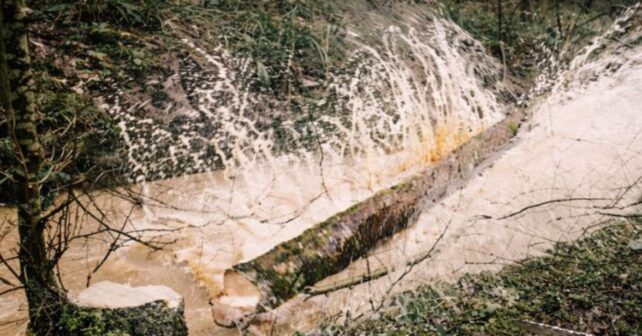 Trabajadores talan árboles sanos en la ribera del río Chew como parte de un proyecto de restauración fluvial en Reino Unido.