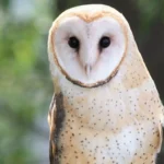 Cette solution simple pourrait financer la conservation de la faune