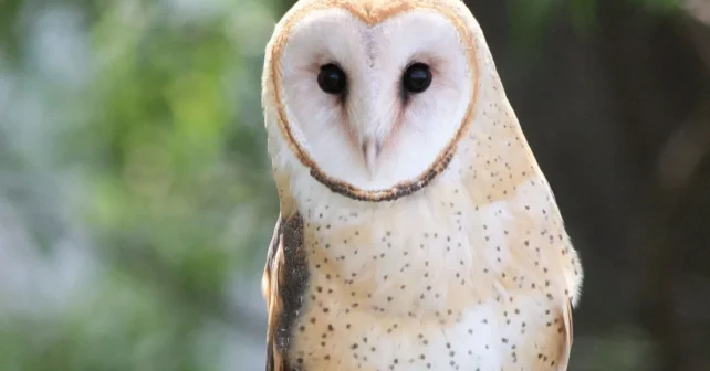 Une chouette effraie regarde la caméra