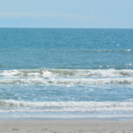 Choc aux États-Unis : une créature marine ultra rare s’échoue sur une plage et stupéfie les scientifiques