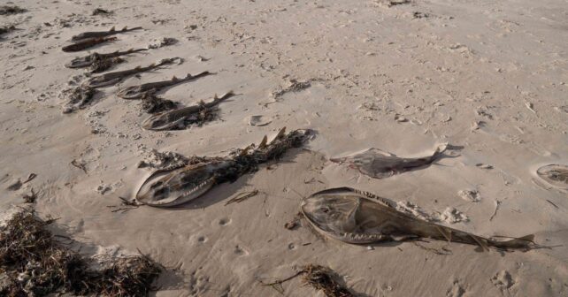 Peces muertos en la playa tras una floración tóxica de microalgas provocada por una ola de calor marina.