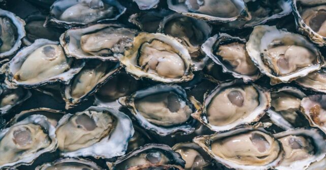Ostras del Pacífico utilizadas en granjas de Irlanda que actúan como depuradoras naturales.