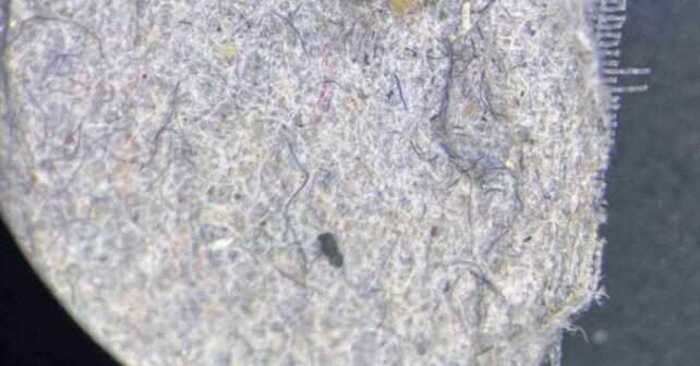 Microfibras y microplásticos de 20 micrómetros atrapados en filtro de lavadora desarrollado por Flinders University.