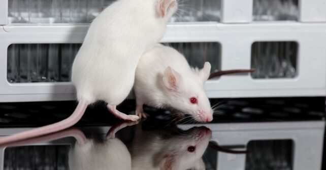 Ratones de laboratorio utilizados en un estudio sobre poliandria y supervivencia de las crías.