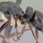 Des fourmis contre des superbactéries : des scientifiques découvrent des composés antimicrobiens capables de stopper les agents pathogènes humains résistants